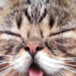 Meet your Posher, Stella